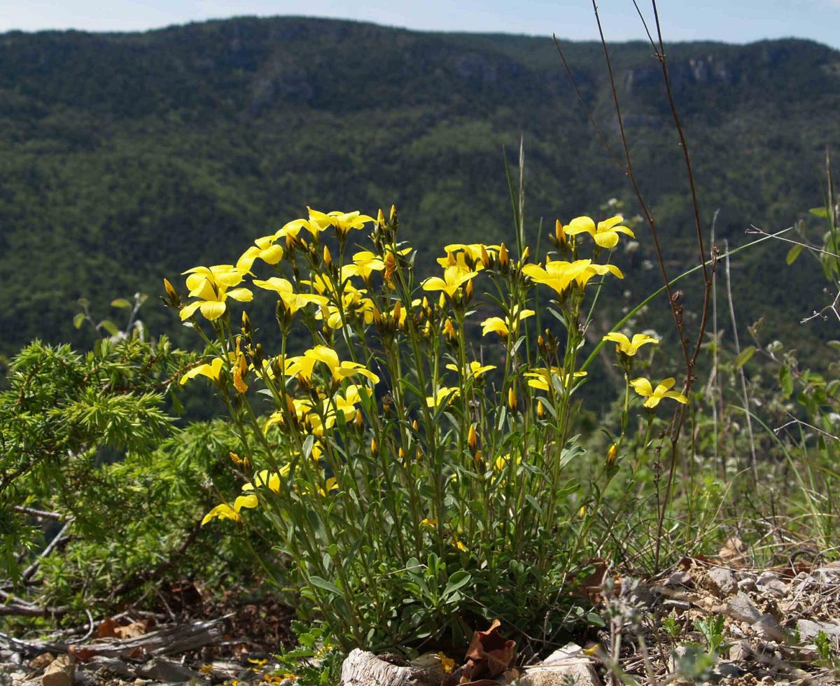 Flax, Yellow plant